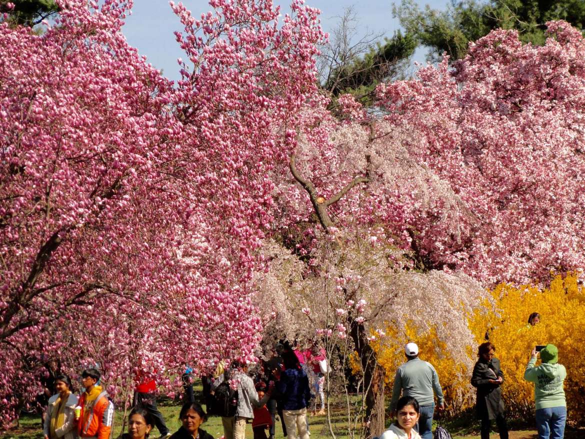 What to Expect at the Annual Cherry Blossom Festival Washington, DC