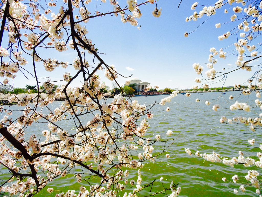 annual cherry blossom festival washington dc