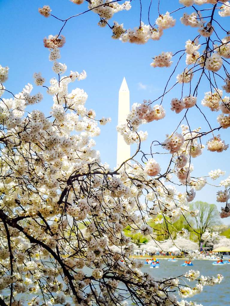 cherry blossoms in washington, dc