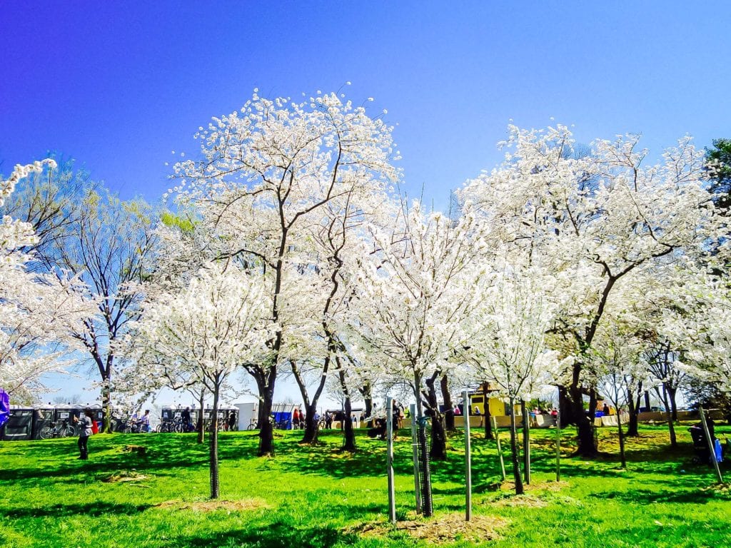 cherry blossoms in washington, dc