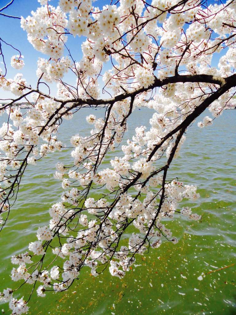 annual cherry blossom festival washington dc