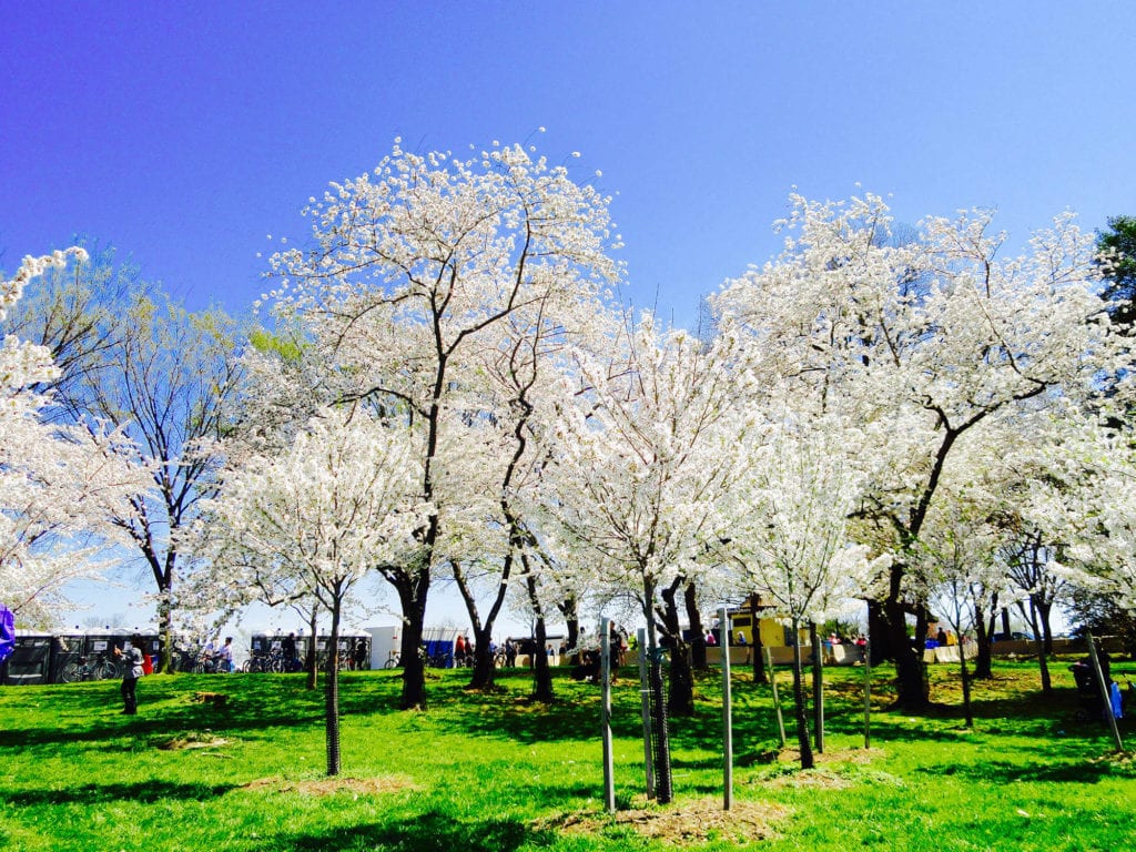 annual cherry blossom festival washington dc
