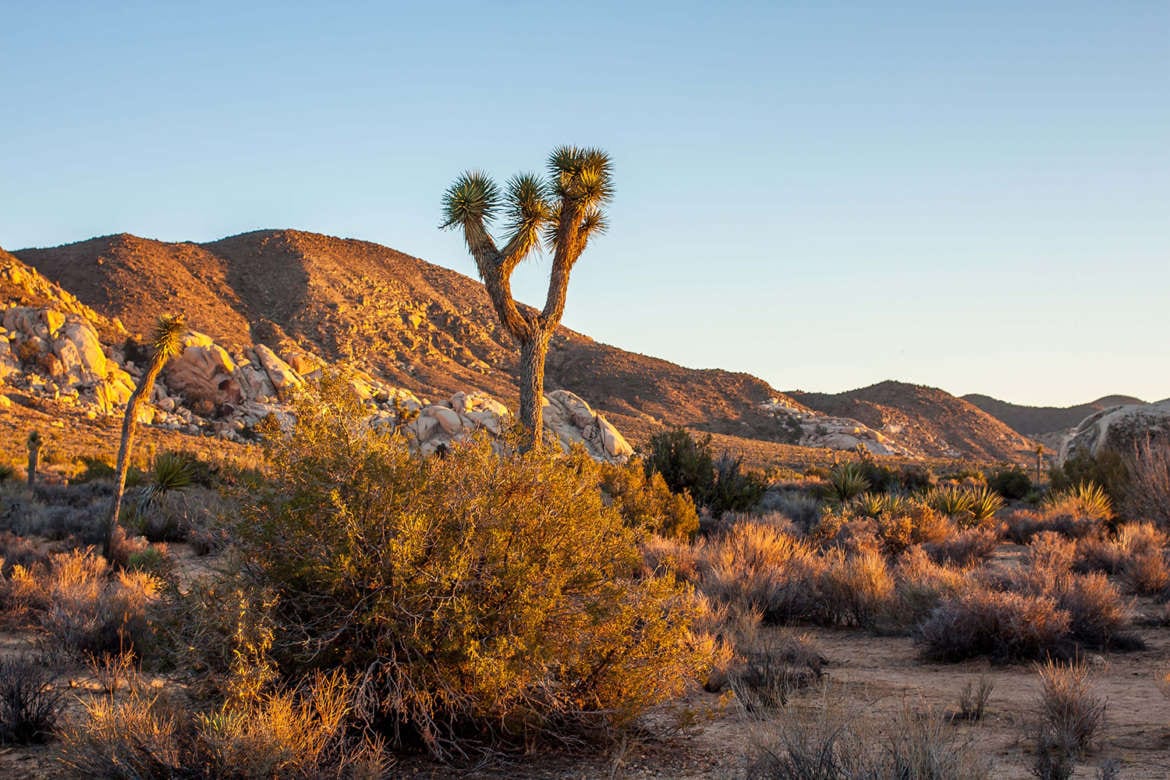 The Perfect Itinerary: Joshua Tree in One Day