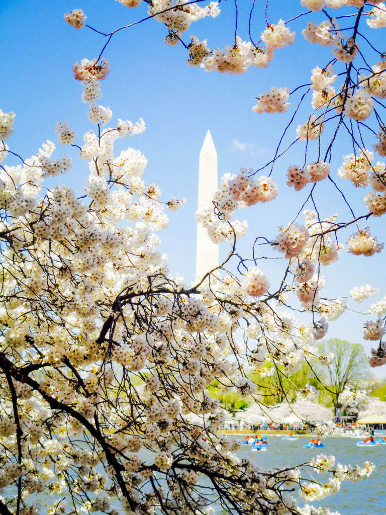 Cherry Blossom Festival - Unique Things to do in Washington DC